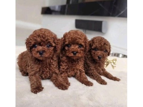 Toy poodle yavrular safkan ırk garantili
