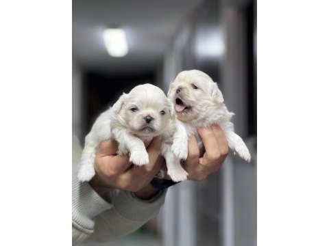 İmperial pekingese yavrular
