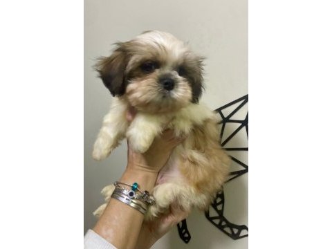 Safkan shih tzu erkek yavru parazit ve aşı yapıldı