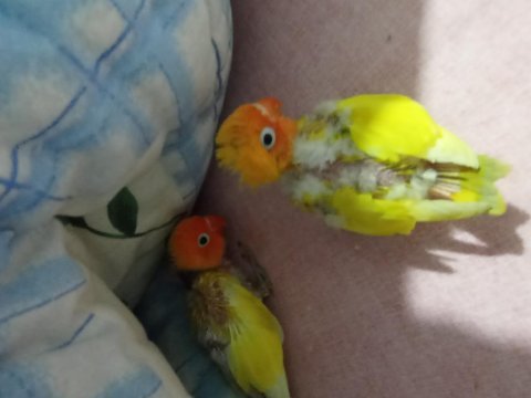 Bebek cennet papağanı
