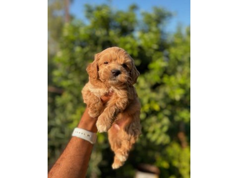 Üst kalite teacup kore maltipoo köpeği