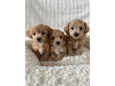 Mükemmel güzellikteki maltipoo yavrularımız 