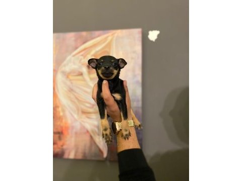 Sağlıklı pinscher yavruları