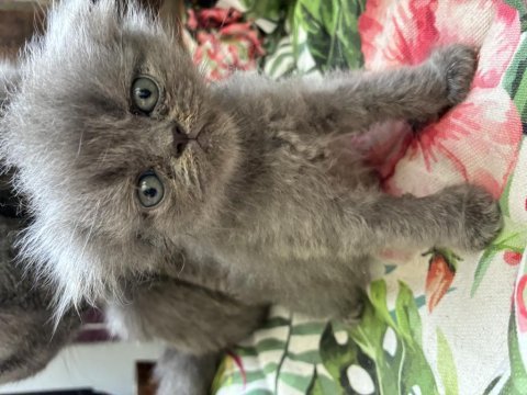 Meraklı şirin scottish fold