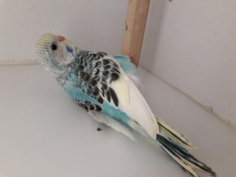 Yerli, jumbo ve kırık yavru muhabbet kuşları