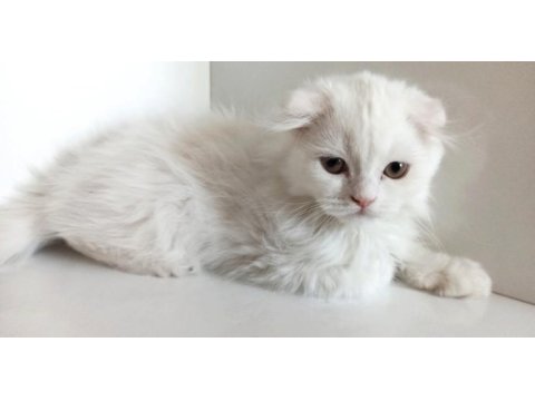 Asil scottish fold longhair yavrumuz