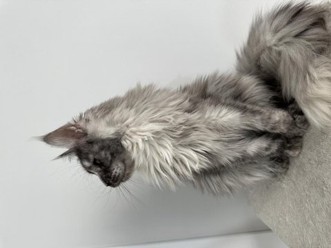 Full şecereli polydactyly dişi maine coon