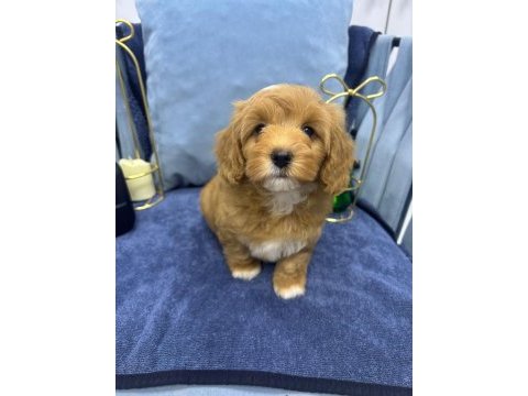 Orjinal maltipoo yavru