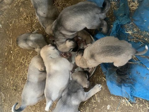 Saf kangal yavrusu