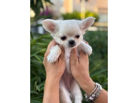 Sahiplenmeye hazır uzun beyaz tüy chihuahua