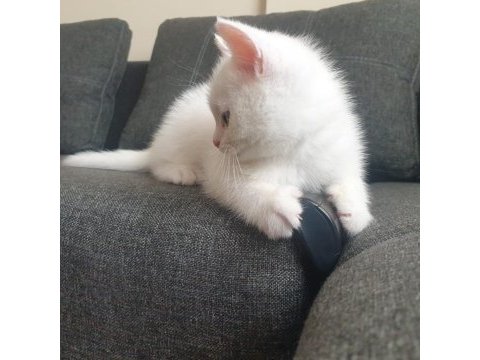 60 günlük beyaz british shorthair oyuncu sevimli