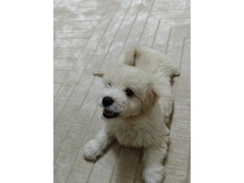 4 aylık evcil maltipoo