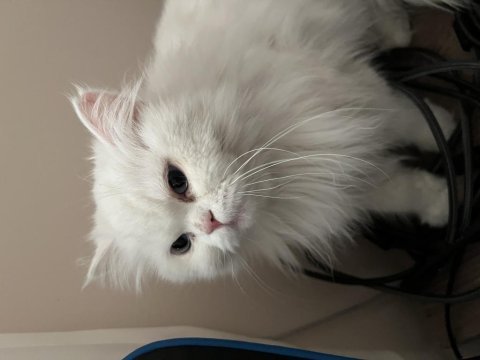 Dişi british longhair 1,5 yaşında