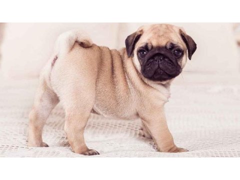 Show kalite rıfkı pug yavrularımız
