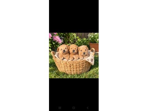 Maltipoo kucuk yakısıklılar