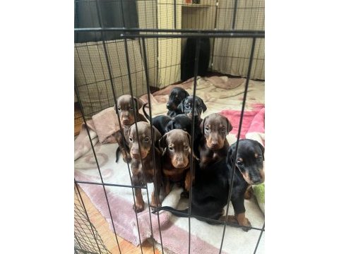 65 günlük dişi ve erkek doberman yavruları