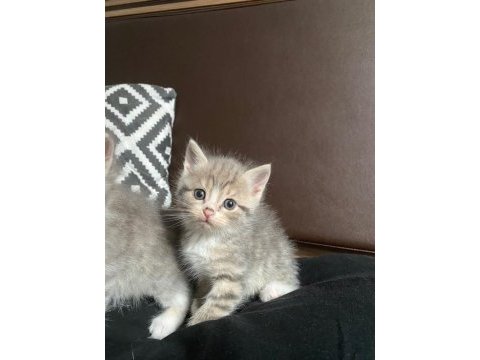 1 aylık scottish fold dişi
