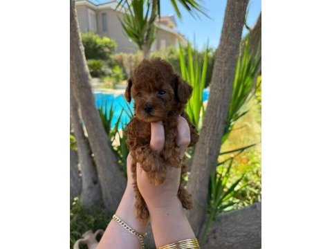 Dişi ve erkek teacup poodle