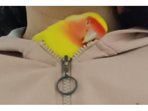 Sevda papağanı çok sevecen