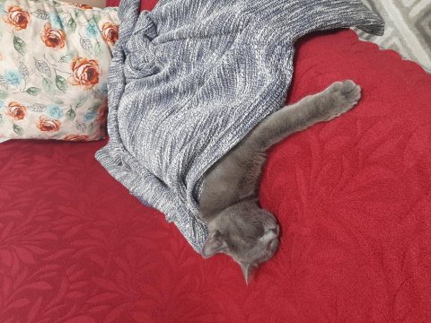 British shorthair oğlumuza yeni yuva arıyoruz