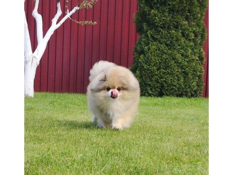 Yetişkin damızlık dişi pomeranian boo
