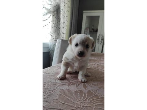 2.5 aylık maltipoo
