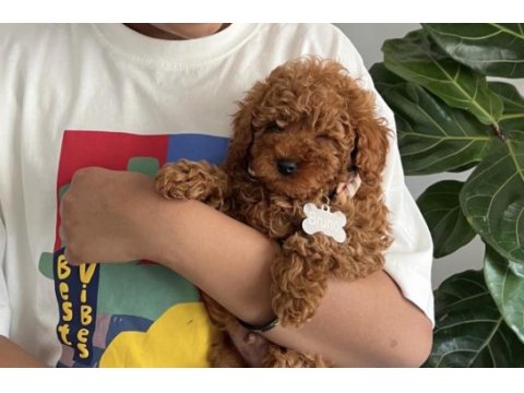 Toy poodle köpeklerimiz için ulaşın