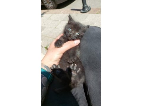 Yavru siyah 1.5 aylık kedimiz