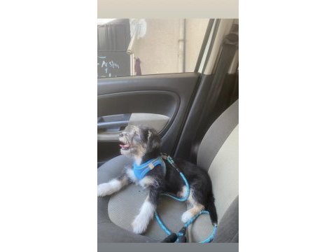 Erkek 5 aylık maltese terrier