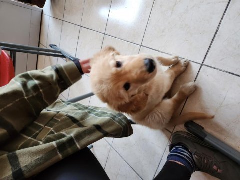 3.5 aylık golden retriever