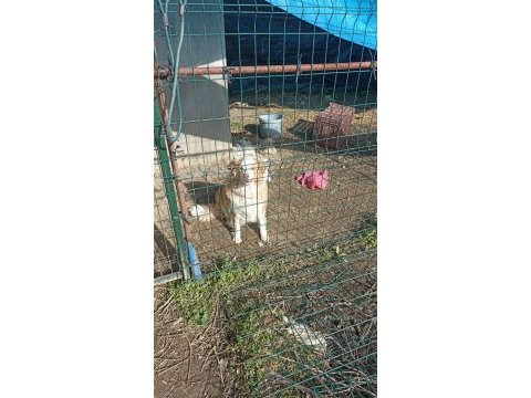 Şecereli anne babadan kahverengi beyaz border collie yavru