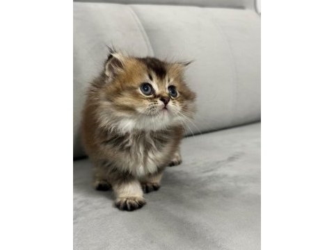 Golden british longhair yavrular