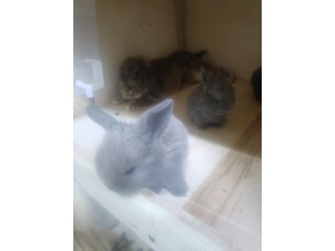Mini lop tavşanı bebekler