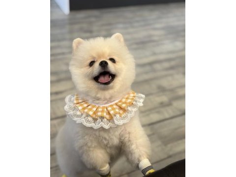 Orijinal pomeranian dişi yavru