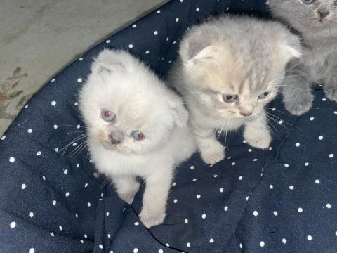 Scottish fold, blue point ve british shorthair bebekler