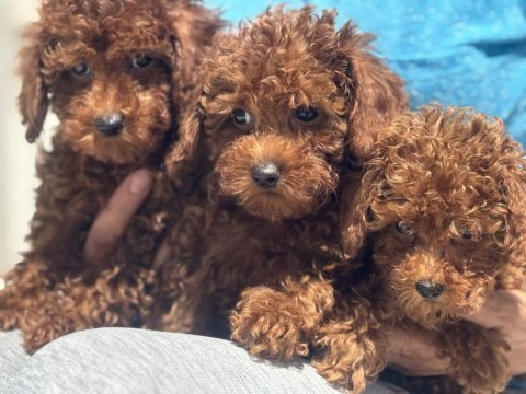 Wc eğitimli toy poodle yavrular ziyarete açık