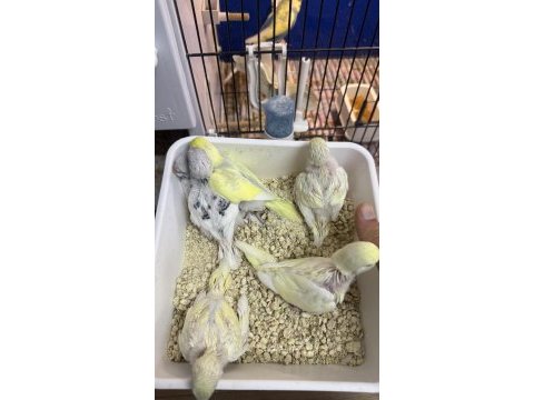 Yeni yeme düşmüş iri çek albino lutino muhabbet yavrular