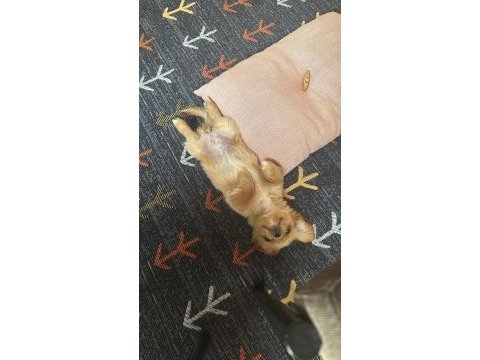 Yavrumuza yuva arıyoruz - maltipoo