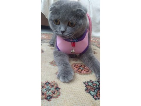 Damızlık safkan ırk scottısh fold blue