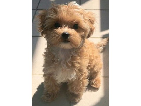 Eşsiz kalitede maltipoo yavrumuz yeni yavaşını arıyor
