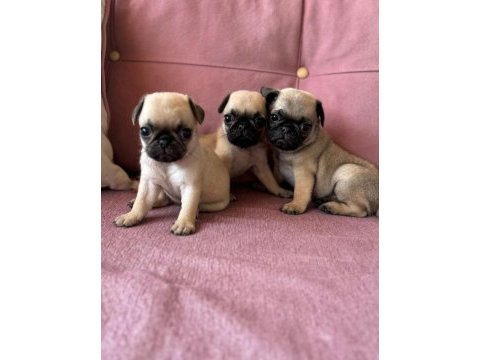Gül kuyruk orijinal pug mobs yavrularım