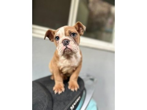 Aşılı ve sağlık garantili ingiliz bulldog bebeğimiz