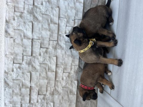 Orjinal saf kan malinois