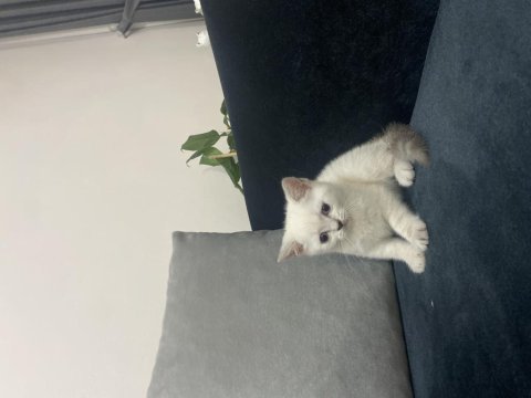 Son 4 yavru scottish fold