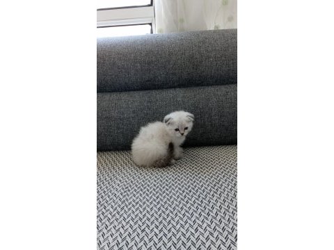 Şekerpare scottish fold