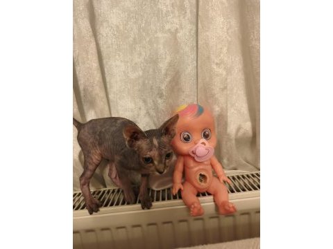 Naked beauty sphynx cattery