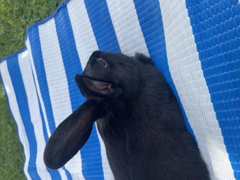 Ücretsiz 1 yaşında erkek tavşan sahiplendirme (acil)