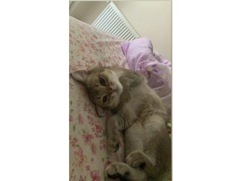 3 yaşında erkek british shorthair golden
