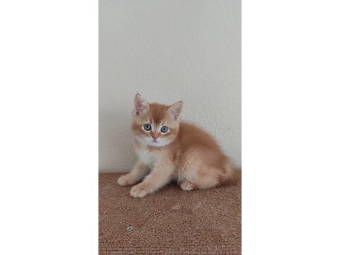 British shorthair choholate golden erkek yavrumuz