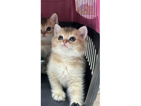 Golden british shorthair yavrularımız